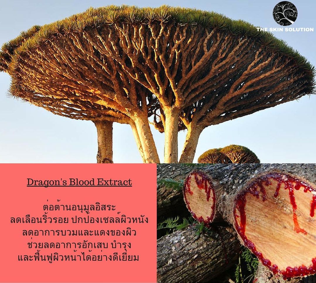 Dragon's Blood Extract
